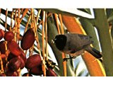 A Bulbul eating ripe dates.